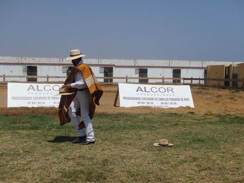 Peruvian Step Horse Show.